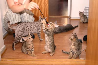 Kittens playing, Agnes and Siri is also showing