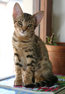 A purrfect model :)