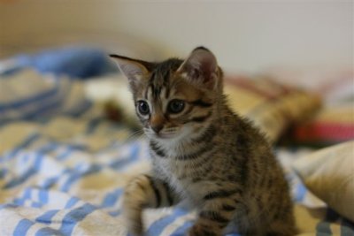 Sekhmet 6 weeks old