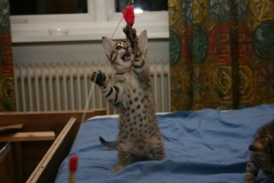 Playtime! :)