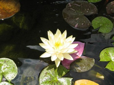 water pond lily flowers
