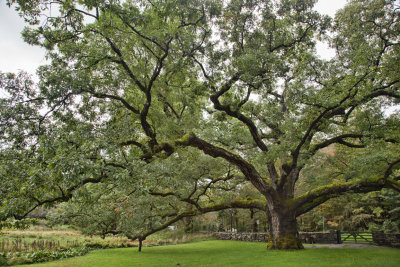 The Bedford Oak