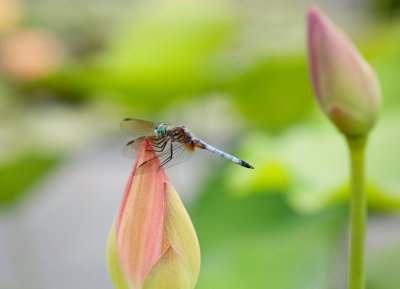 The New York Botanical Garden Gallery