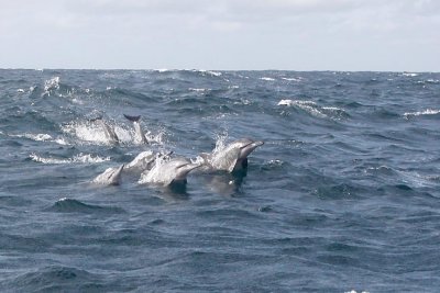 Dolphin (33).JPG