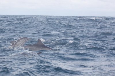 Dolphin (43).JPG