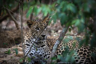 Leopard at Wilpattu