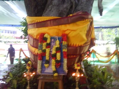 36 Ananthaazhwan Magizha maram decorated with Thiruvengadamudaiyan Vasthram.jpg