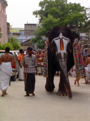 01_2011_Srivilliputtur_Thiruvaadipuram_Day08_Morning_YaanaiVarumMunne.JPG