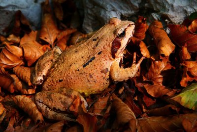 Rana temporaria