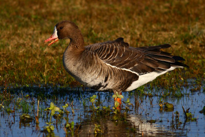 Oca lombardella