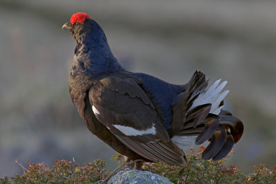 Fagiano di monte