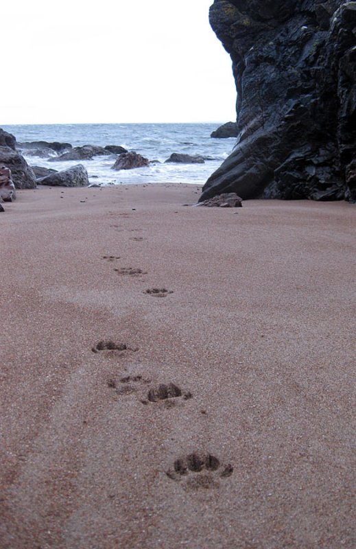 Dec 11 Christmas day otter tracks Eathie beach