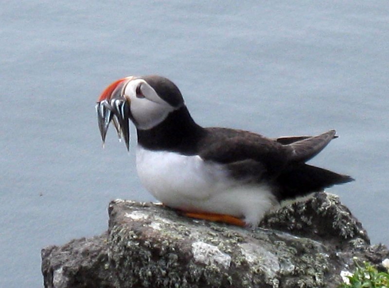 June 12 Isle of May puffin