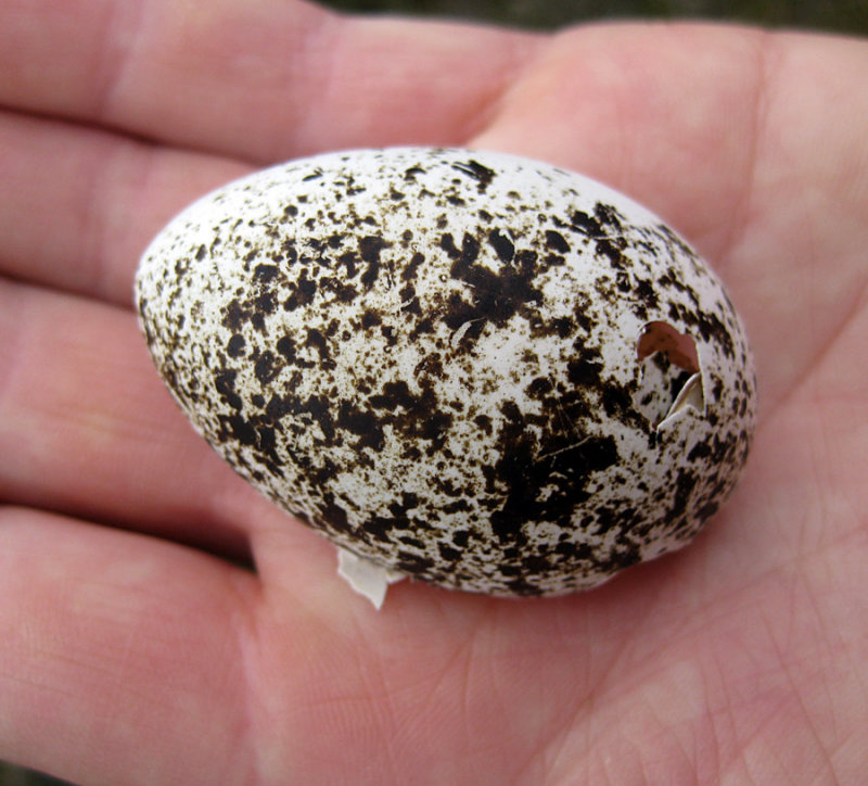 June 12 Bynack More Cairngorms grouse egg shell