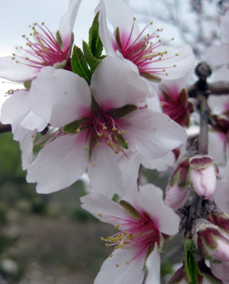 2011 Almond Blossom