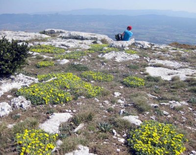 3St Victoire Provence- summit flowers