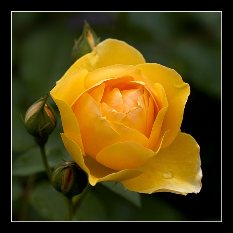 Yellow Rose