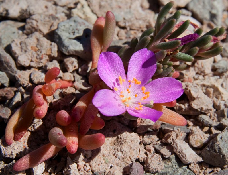 Stone Flower