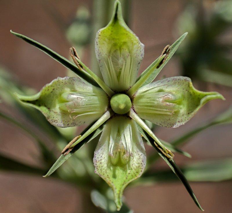 Green Gentian Blossom