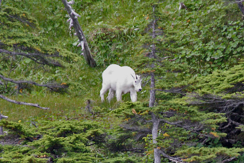 Alaskan Mountian Goat