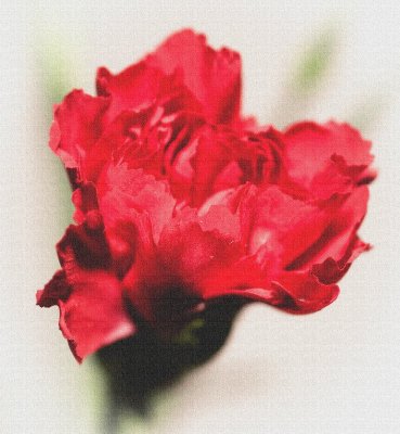 Carnation on canvas.jpg