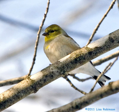 Goldfinch in Winter