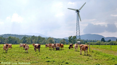 Windmill for the Cows