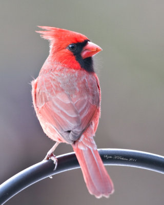 Male Cardinal