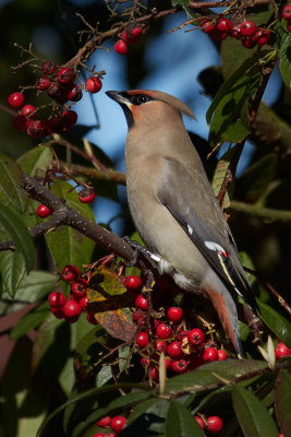 Waxwing centre stage .....