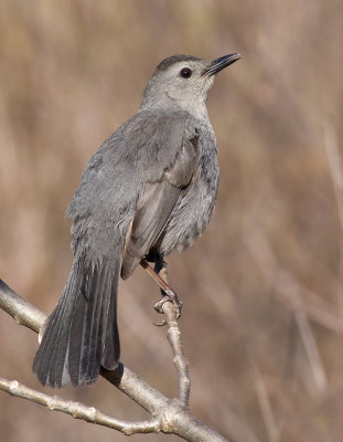 Gray Catbird