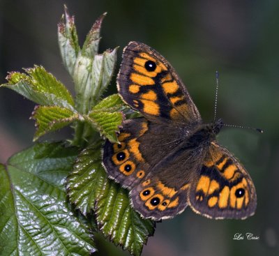 Wall Brown