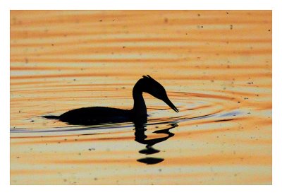 Grebe bathing in a sea of gold....