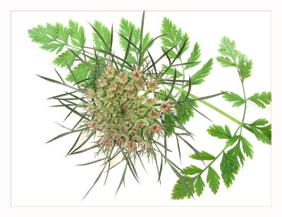 Wild carrot/Queen Anne's Lace...
