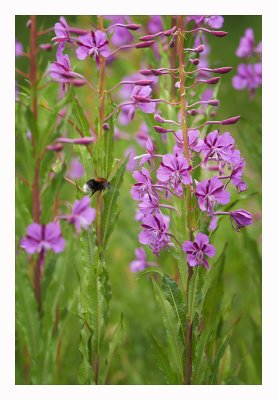 Rose Bay Willow Herb + bee 