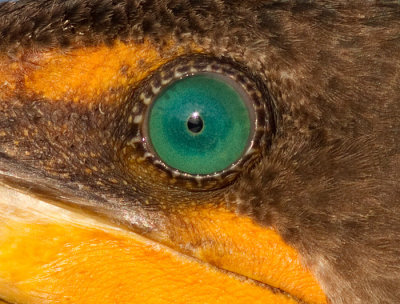 emerald green eye of a cormorant