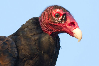 Turkey Vulture