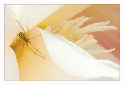 Spider in Begonia flower 