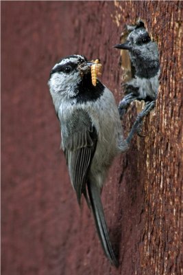 Mountain Chickadees.jpg