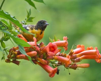 young Oriole on my trumpit vine