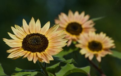  Sunflowers