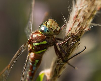  very close up dragonfly