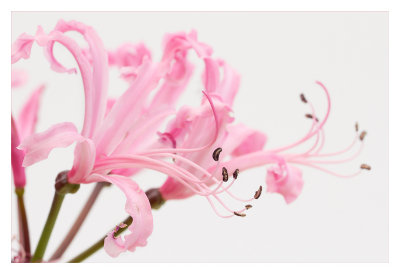 Pink ribbons 