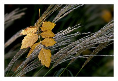 Autumn Days