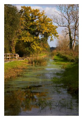 Autumnal glow...