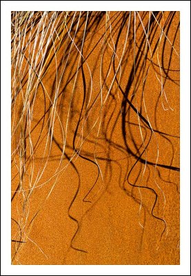 Garden Abstract - Grass and Shadows on a Rusted Canvas