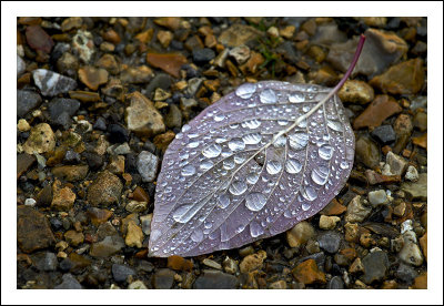 Fall - Leaf then Rain