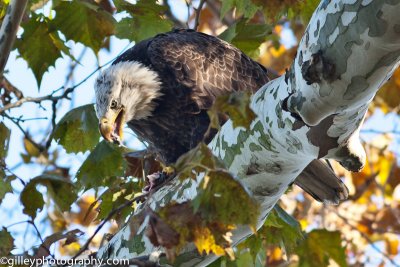 Bald Eagle with Lunch