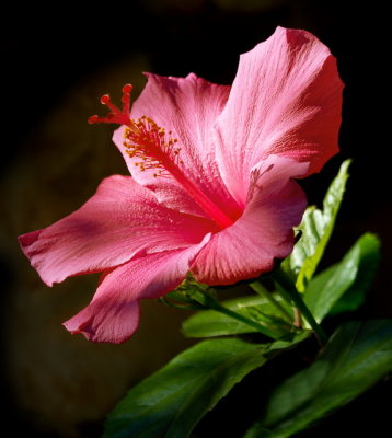 Hibiscus Catching the light
