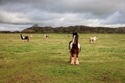 Welsh shirehorse
