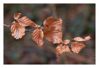 Bronzed beech...